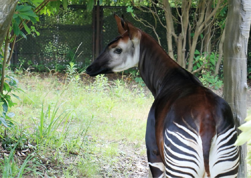 ズーラシア（動物園）