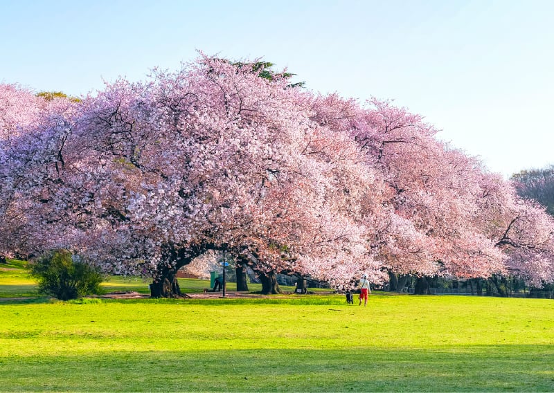 砧公園