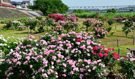 相模川ローズガーデン