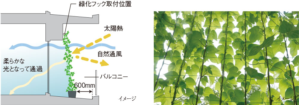 バルコニーの壁面に緑化対策